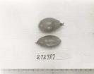 Click for 1 image(s) for this accession. FRUIT